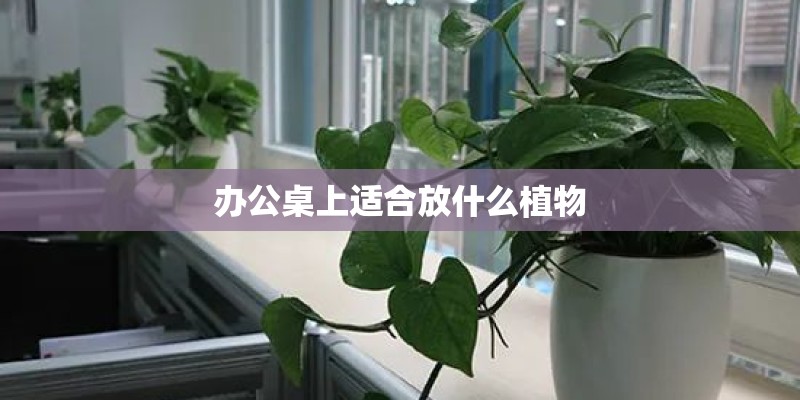 办公桌上适合放什么植物
