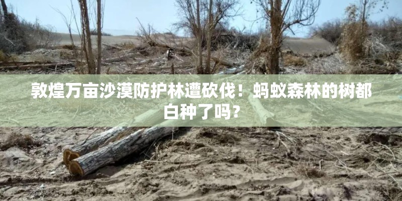 敦煌万亩沙漠防护林遭砍伐！蚂蚁森林的树都白种了吗？