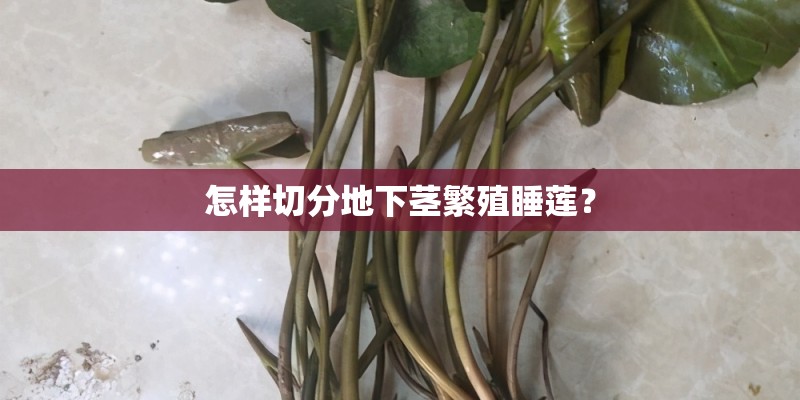 怎样切分地下茎繁殖睡莲？