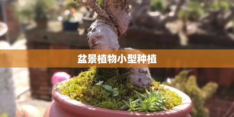 盆景植物小型种植