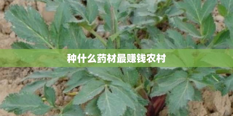 种什么药材最赚钱农村