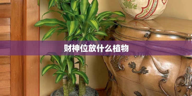 财神位放什么植物