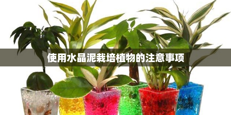 使用水晶泥栽培植物的注意事项