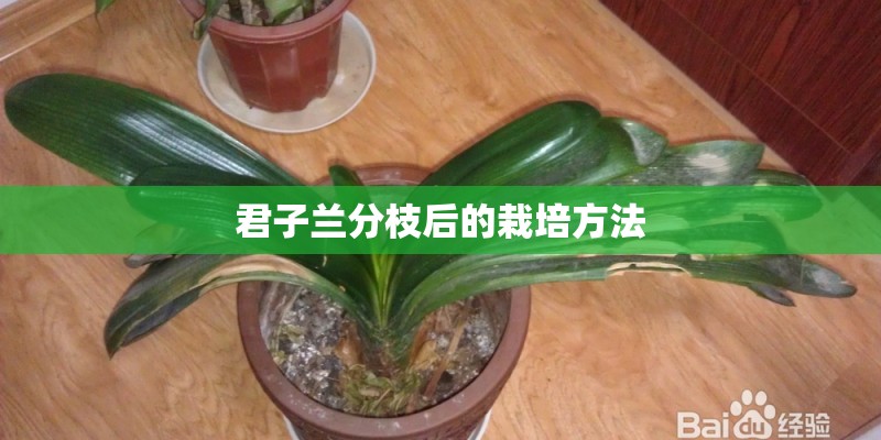 君子兰分枝后的栽培方法