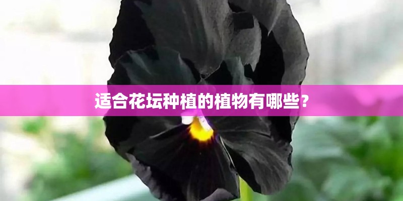 适合花坛种植的植物有哪些？