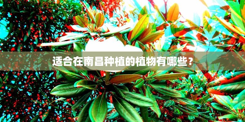 适合在南昌种植的植物有哪些？