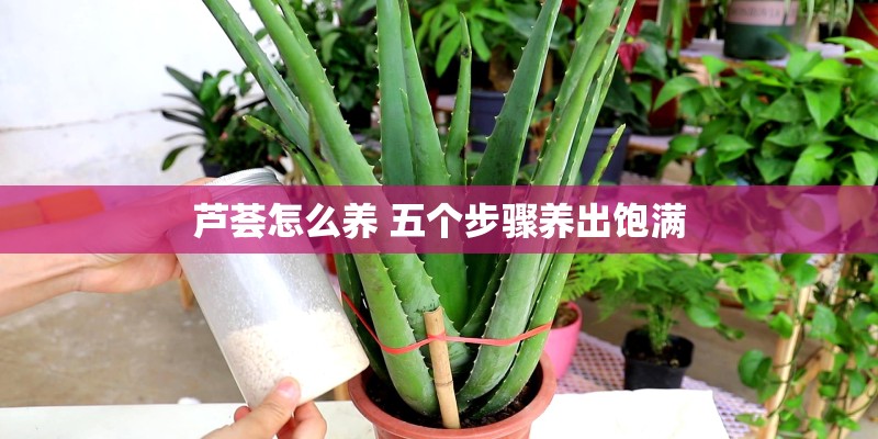 芦荟怎么养 五个步骤养出饱满