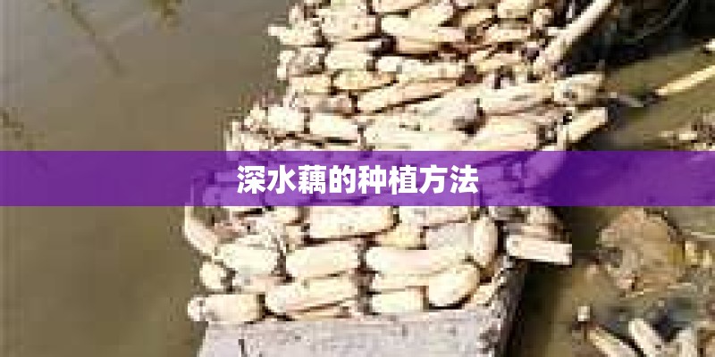 深水藕的种植方法