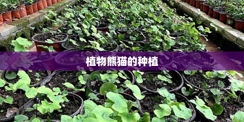 植物熊猫的种植