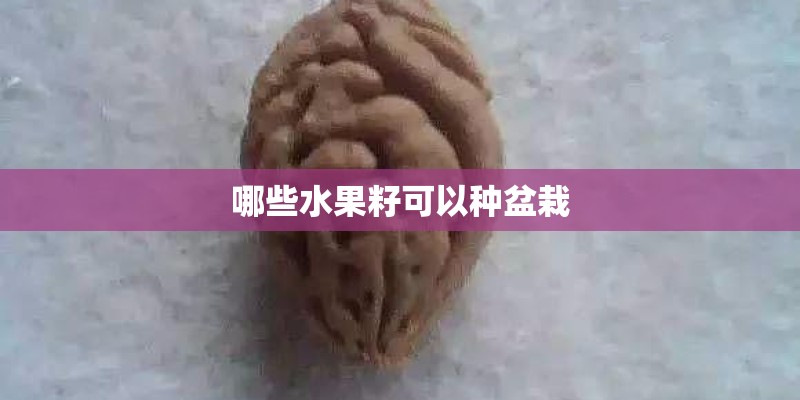哪些水果籽可以种盆栽