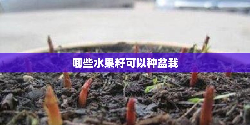 哪些水果籽可以种盆栽