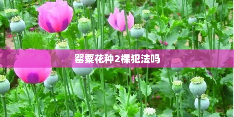 罂粟花种2棵犯法吗