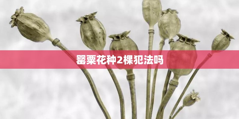 罂粟花种2棵犯法吗
