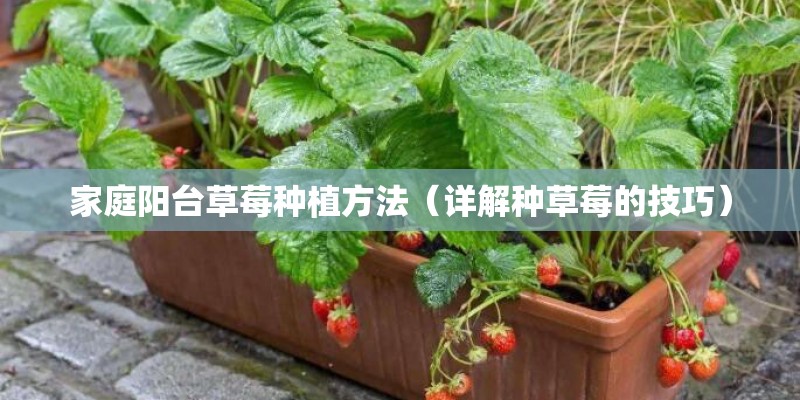 家庭阳台草莓种植方法（详解种草莓的技巧）