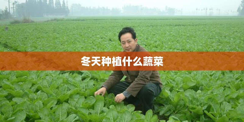 冬天种植什么蔬菜