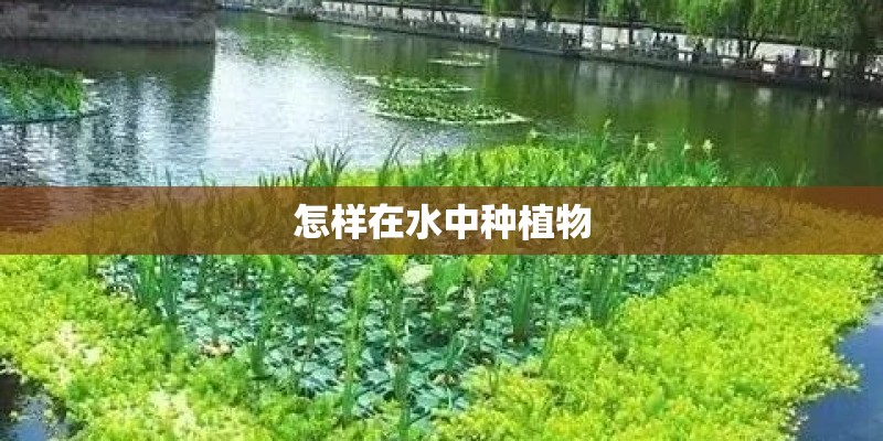 怎样在水中种植物