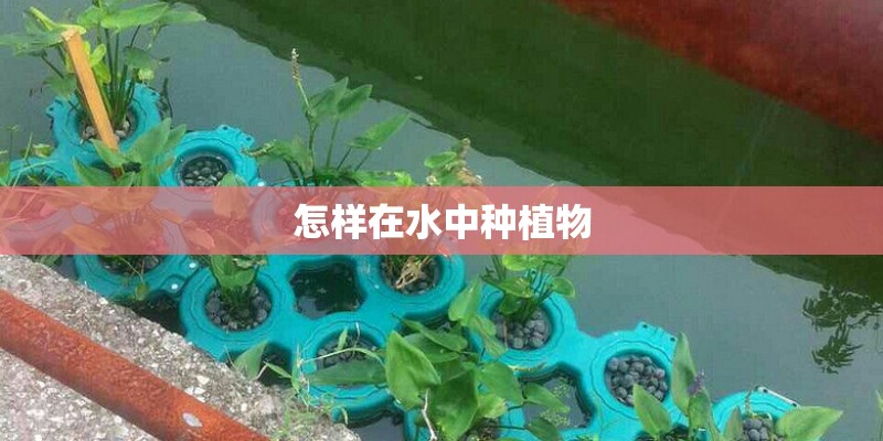 怎样在水中种植物