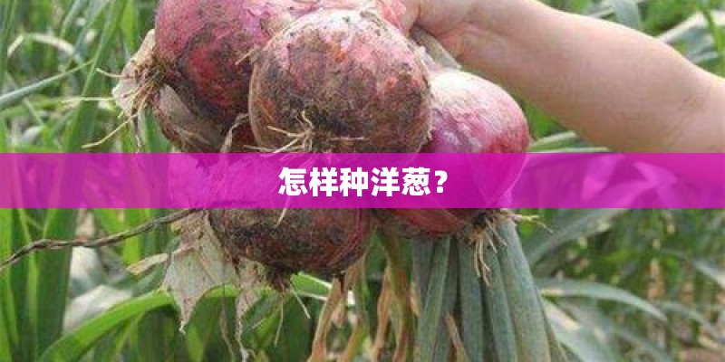 怎样种洋葱？