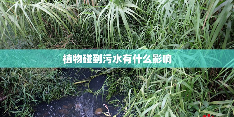 植物碰到污水有什么影响