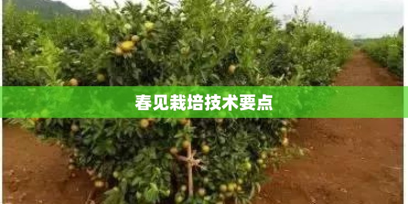 春见栽培技术要点