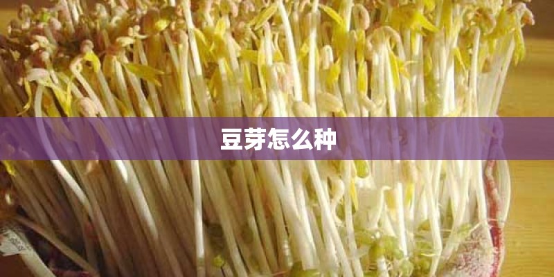 豆芽怎么种