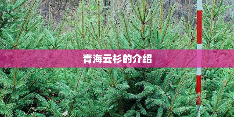 青海云杉的介绍