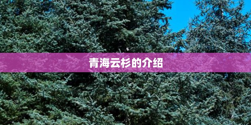 青海云杉的介绍