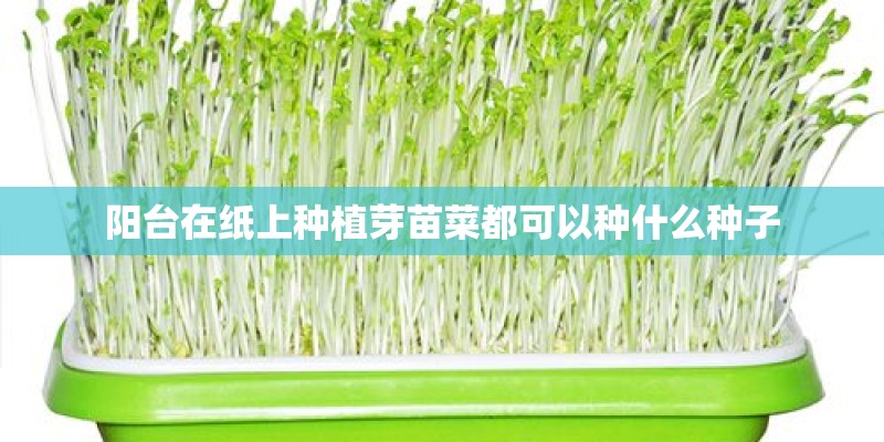 阳台在纸上种植芽苗菜都可以种什么种子