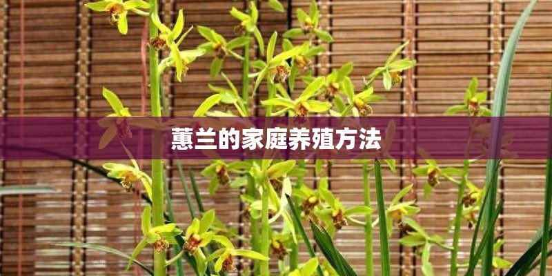 蕙兰的家庭养殖方法