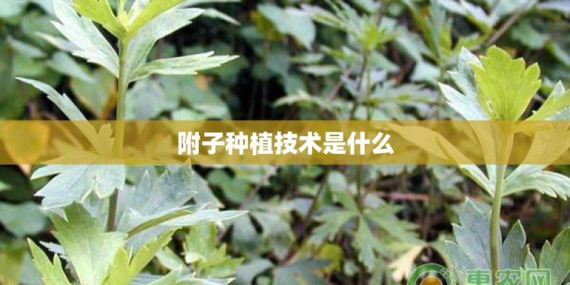 附子种植技术是什么