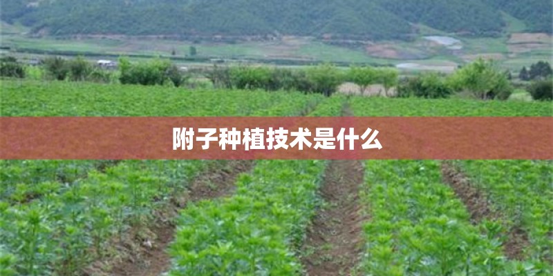 附子种植技术是什么