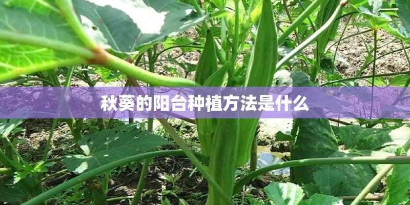 秋葵的阳台种植方法是什么
