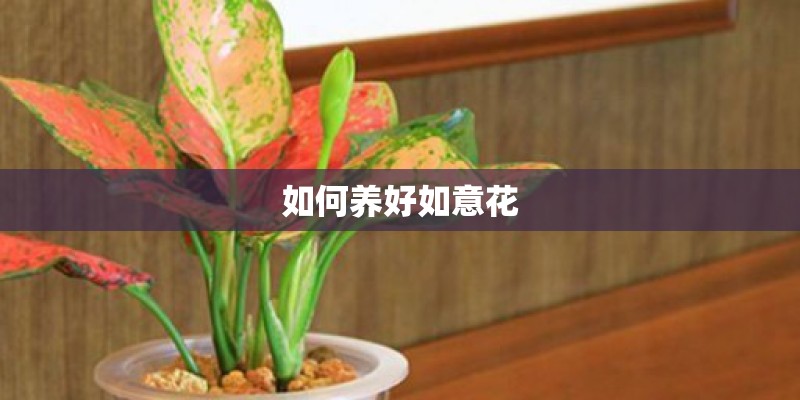 如何养好如意花
