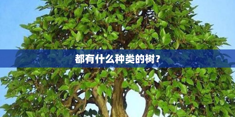 都有什么种类的树？