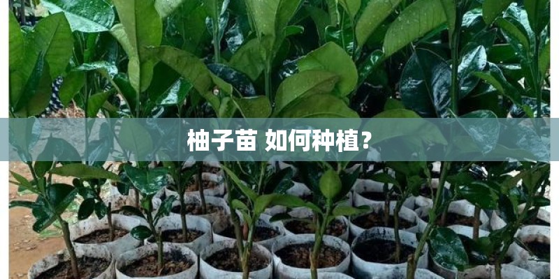 柚子苗 如何种植？