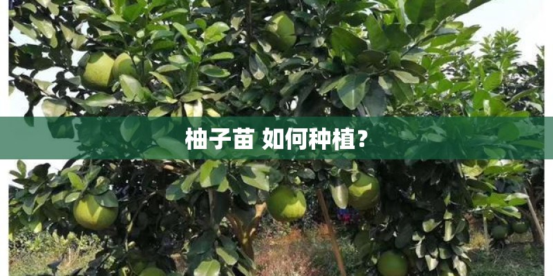 柚子苗 如何种植？
