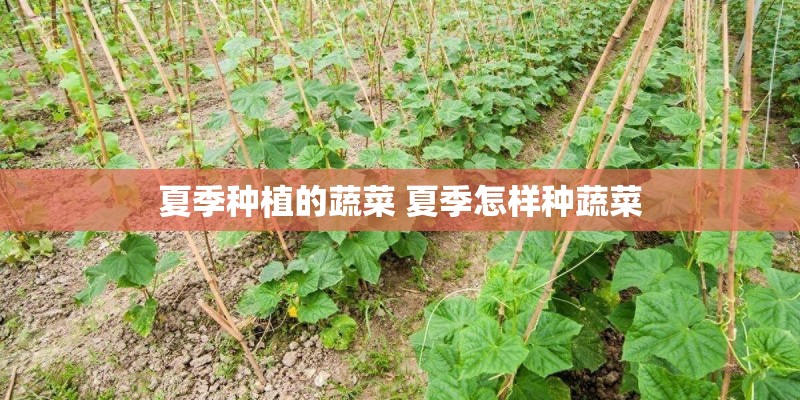 夏季种植的蔬菜 夏季怎样种蔬菜