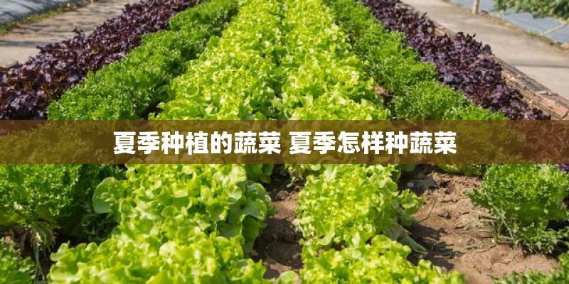 夏季种植的蔬菜 夏季怎样种蔬菜