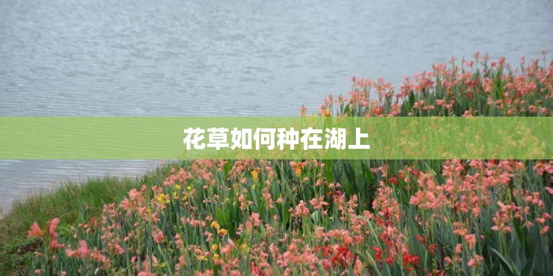 花草如何种在湖上