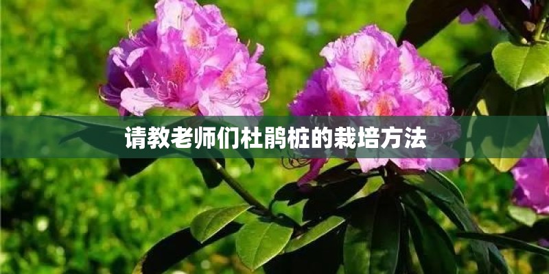 请教老师们杜鹃桩的栽培方法