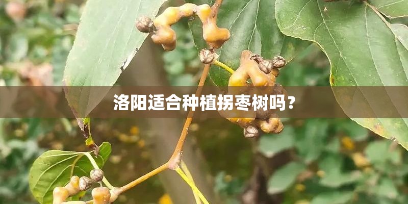 洛阳适合种植拐枣树吗？