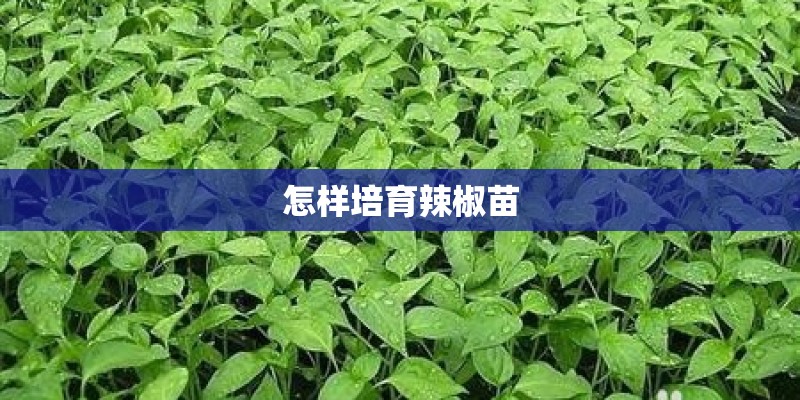 怎样培育辣椒苗