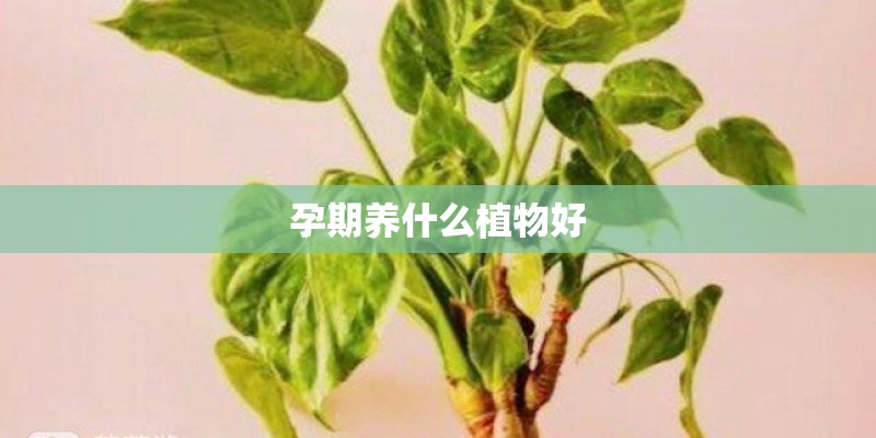 孕期养什么植物好