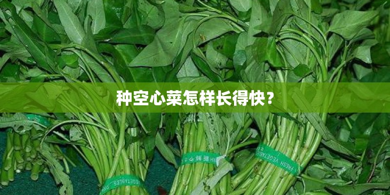 种空心菜怎样长得快？