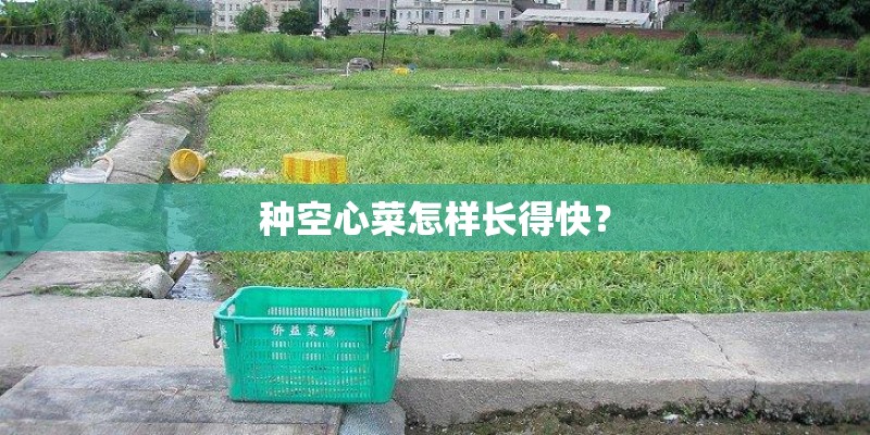种空心菜怎样长得快？