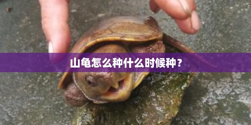 山龟怎么种什么时候种？