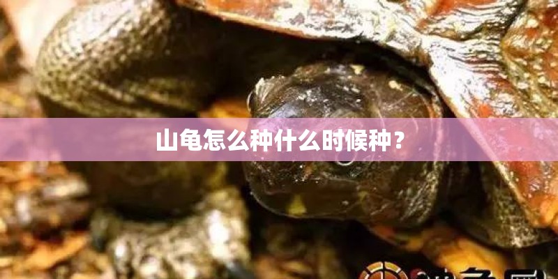 山龟怎么种什么时候种？