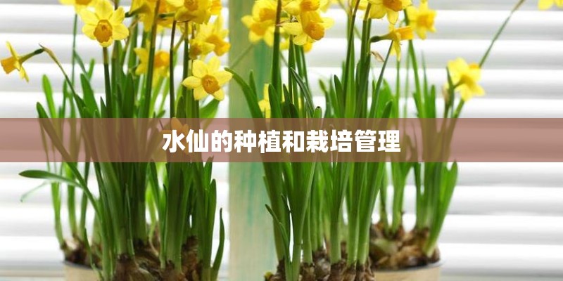 水仙的种植和栽培管理