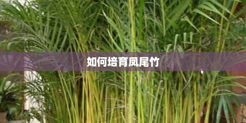 如何培育凤尾竹