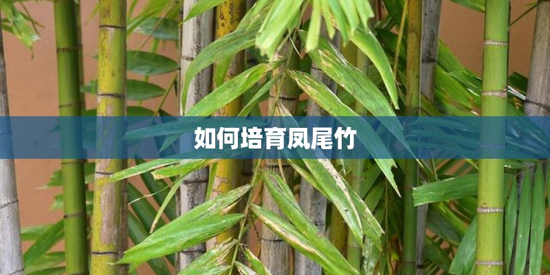 如何培育凤尾竹